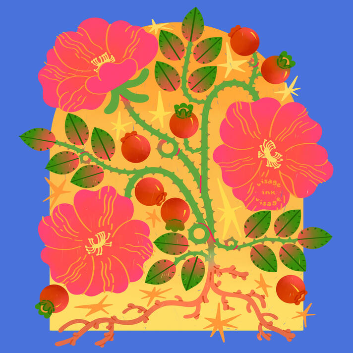 A scientific illustration depicting the rosa rugosa plant complete with its roots, leaves, blooms, thorns, and rosehip fruits. Behind the plant is an archway of warm, yellow light.